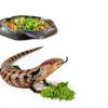 Gesy Designs Reptile Food Topper Nutrition Supplement for-3