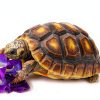 Gargeer Salad Topper Reptile Nutrition Tortoise Health-3