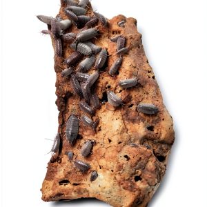 Powder Blue Isopod Springtail Combo Terrarium Cleanup Crew-0